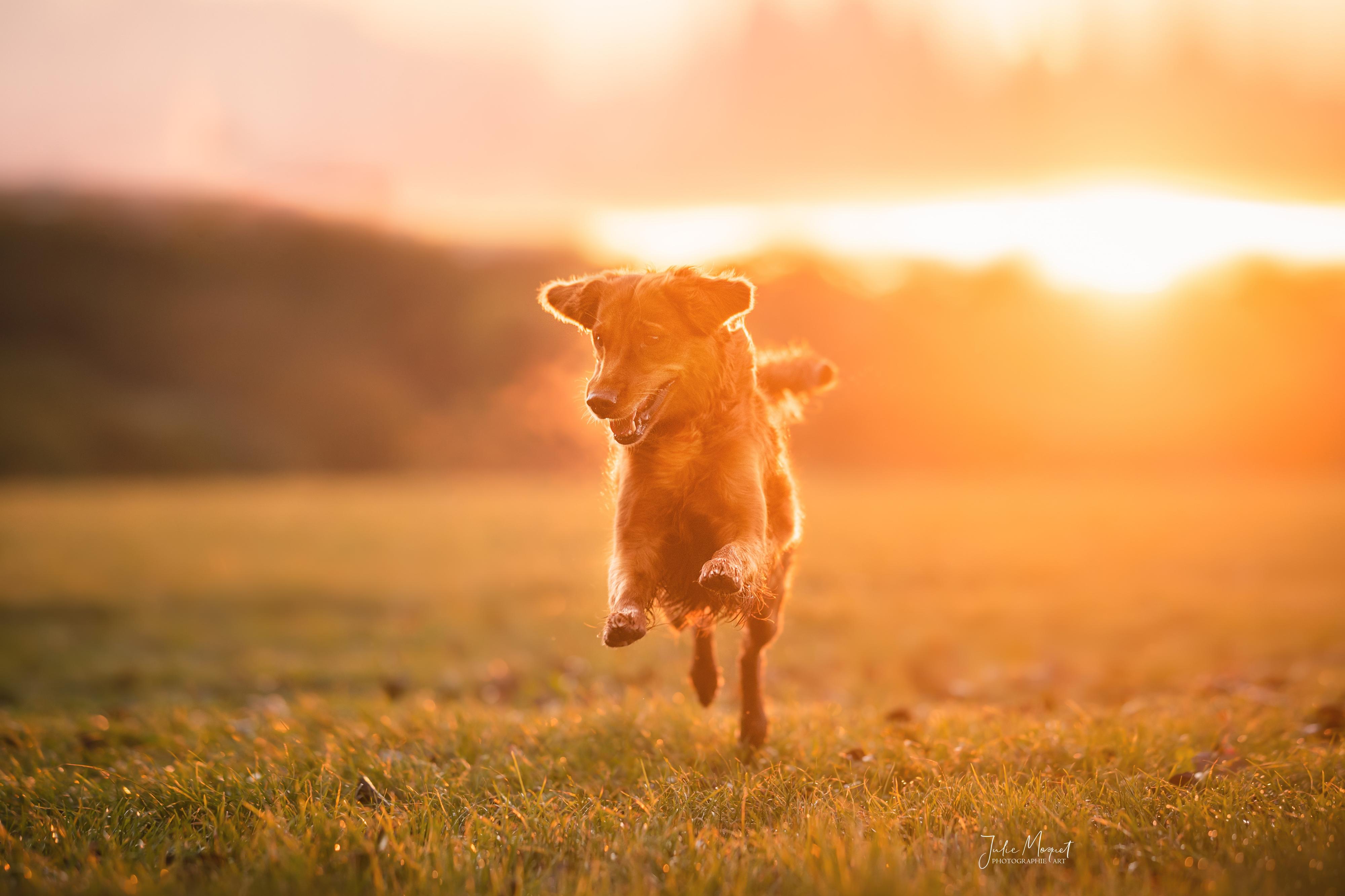 Ein Golden Retriever im Sonnenaufgang rennt freudig über eine Wiese auf die Kamera zu.
