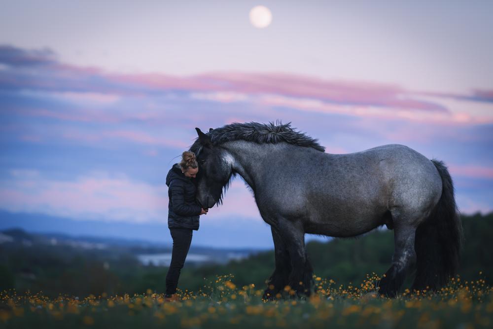 Kleine Frau kuschelnd mit dem Kopf eines schweren grauen Kaltbluts vor dem Himmel mit Vollmond in einer Blumenwiese stehend.