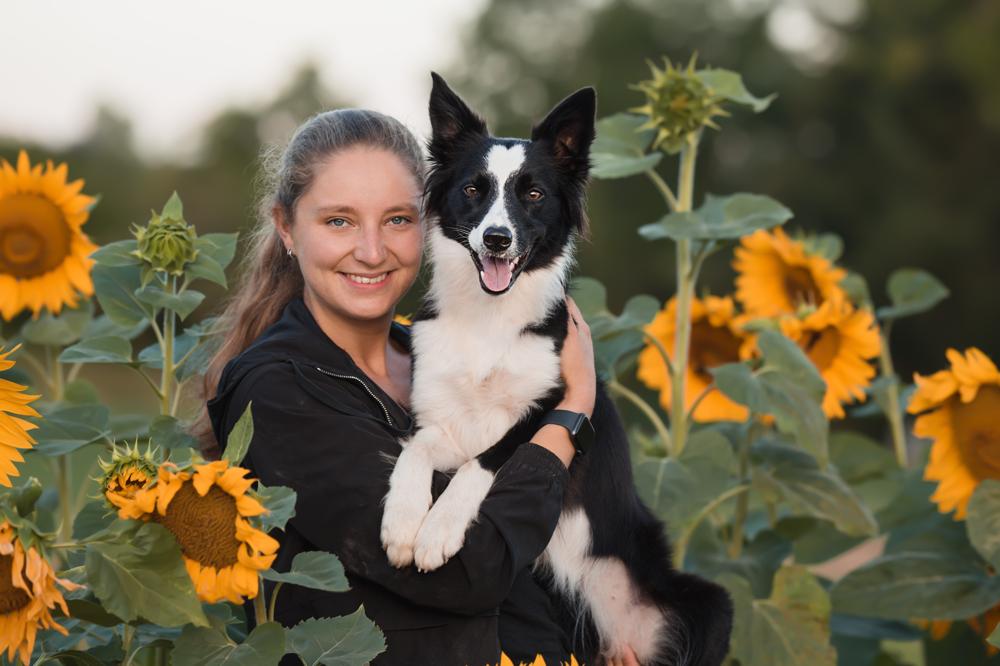Portrait einer jungen Frau mit schwarz-weißen Bordercollie auf dem Arm im Sonnenblumenfeld. Beide schauen in die Kamera.